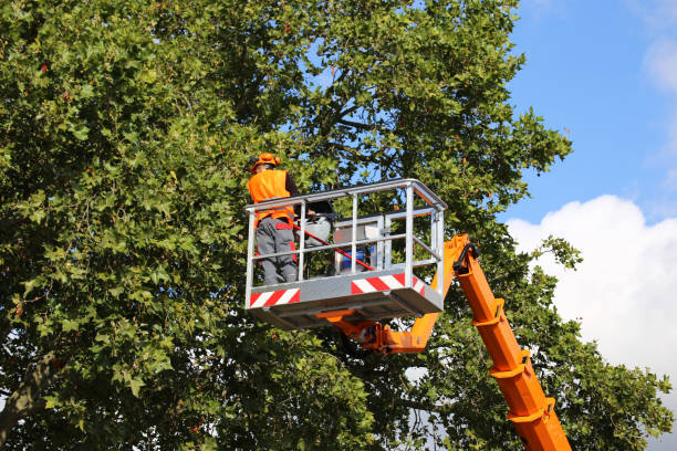 Trusted Chadron, NE Tree Removal and Landscaping Services Experts